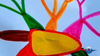 Mind Mapping Symbiosis Between Coral And Mind Mapping