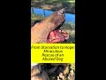 Rescuing an Abused, Starving Dog – His Miraculous Journey to Survival | Stop Animal Cruelty
