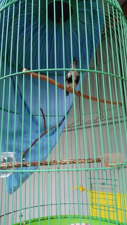 Black sunbird papua yg masih trotol sudah gacor