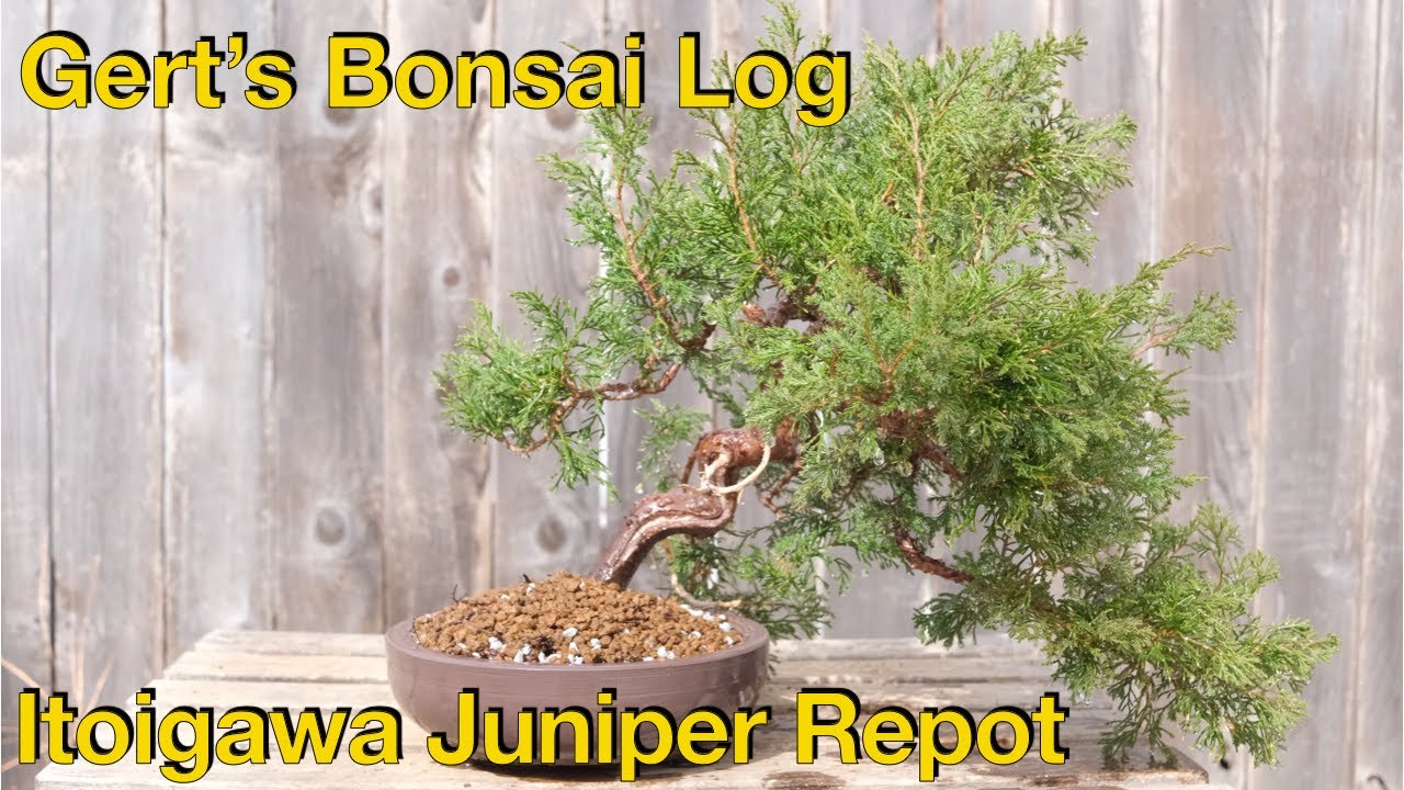 Itoigawa Juniper Repot YouTube