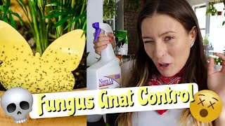 9 EASY Solutions For Fungus Gnats! | How To Get Rid of Fungus Gnats in Houseplants!