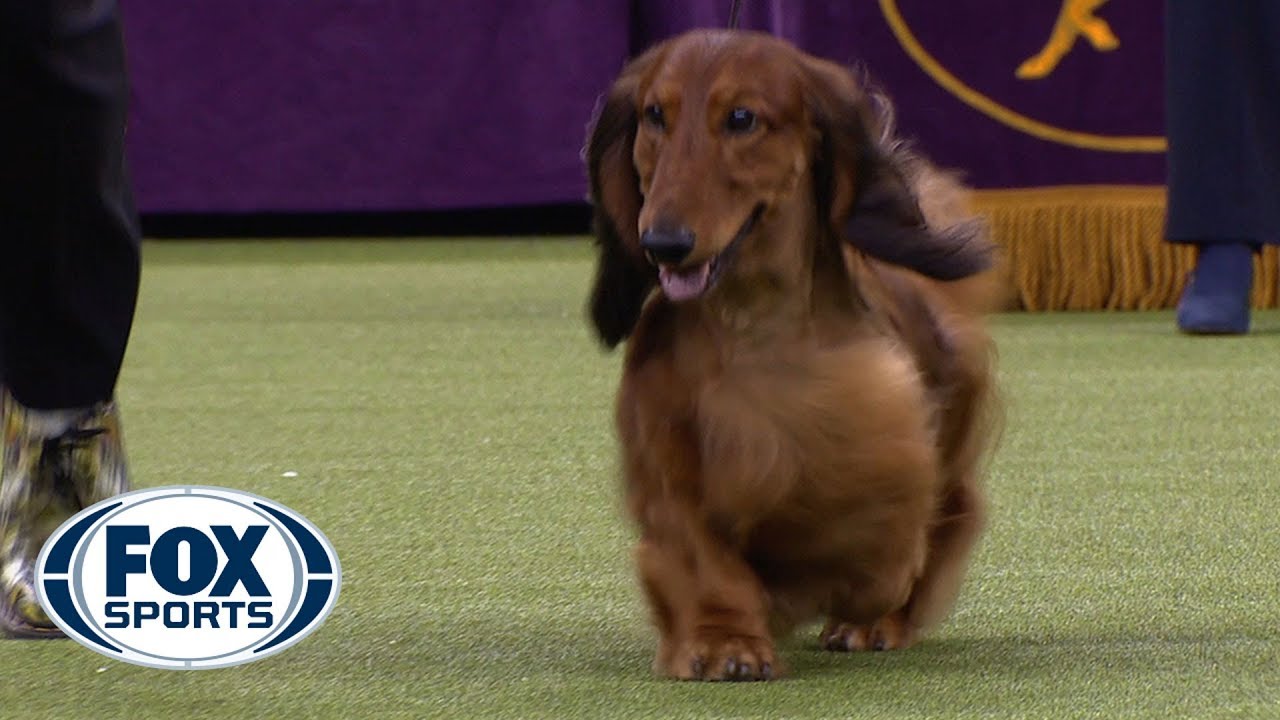 2019 Westminster Kennel Club Dog Show 