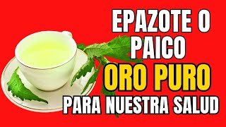 Epazote Paico Medicinal Properties💥11 Benefits of Epazote or Paico Healing Properties-Paico, Epazote