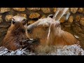 さる軍団の動物たちカピバラの赤ちゃんanimals of sarugundan Baby capybara
