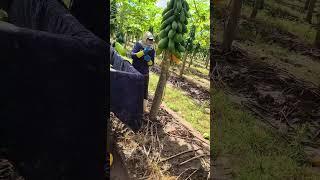 Papaya pflücken – Warum der rich...