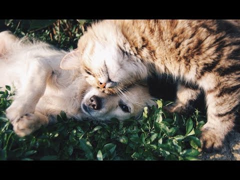 Video: Kočka Ruší Váš Spánek?