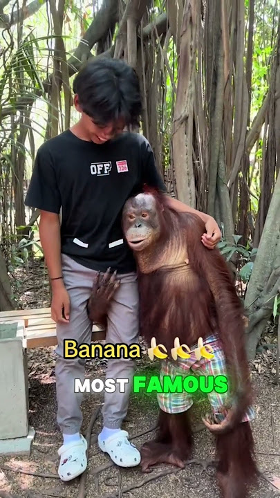 Orangutan Speaks English Better Than YOU 😱#shorts