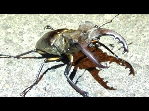 ミヤマクワガタ危機一髪 Dangerous stag beetle Lucanus