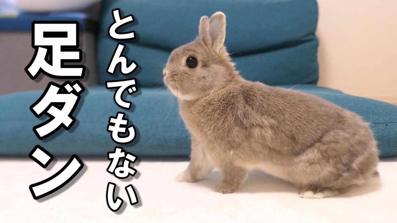 うさぎ 足 ダン