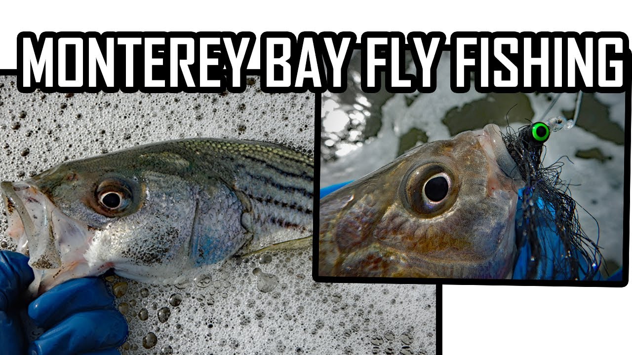 Fly Fishing the Monterey Bay Striped Bass (Striper) and Barred Surf