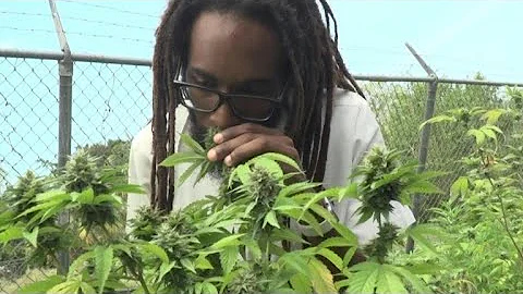 Onde fumar maconha na Jamaica?