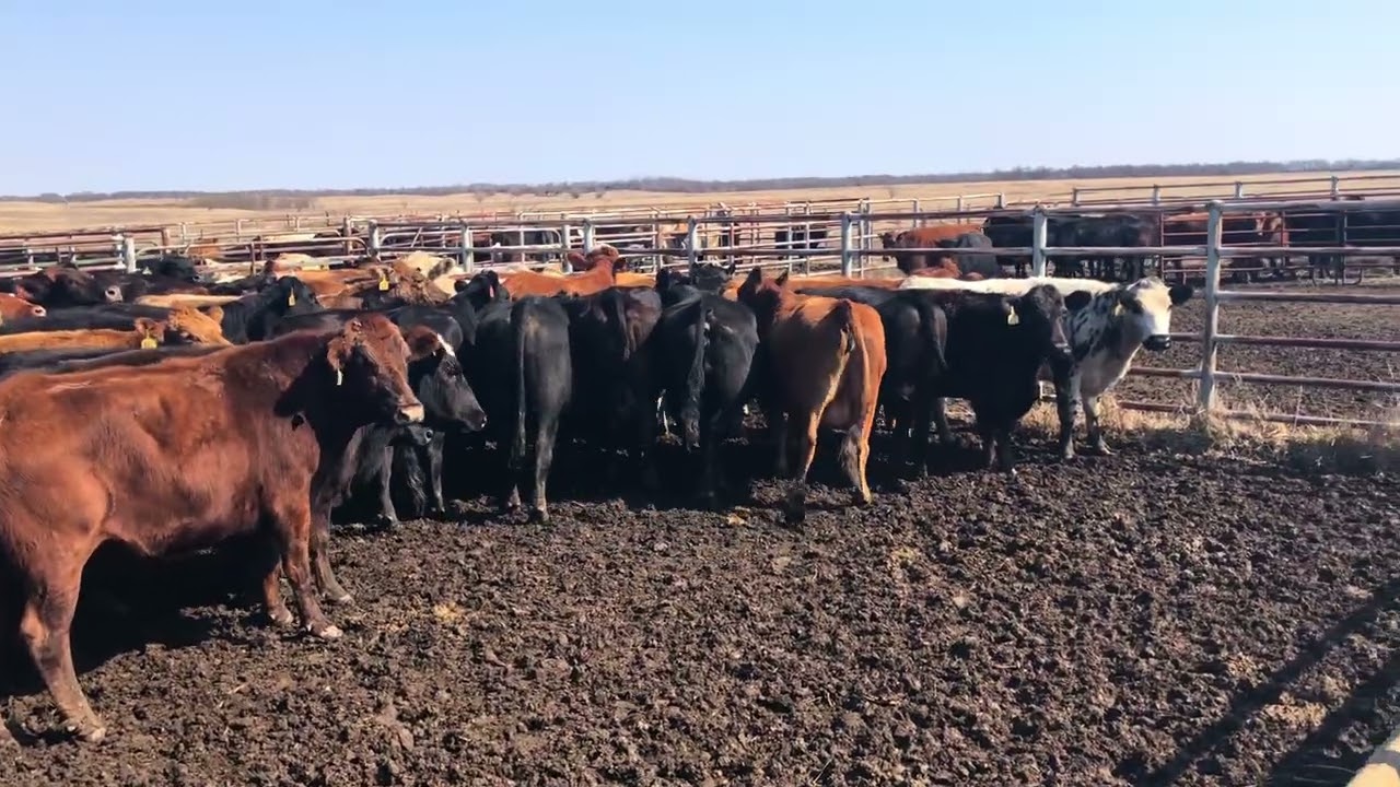 Fall Roundup. The Barnes & Nettels Ranch est. 1952