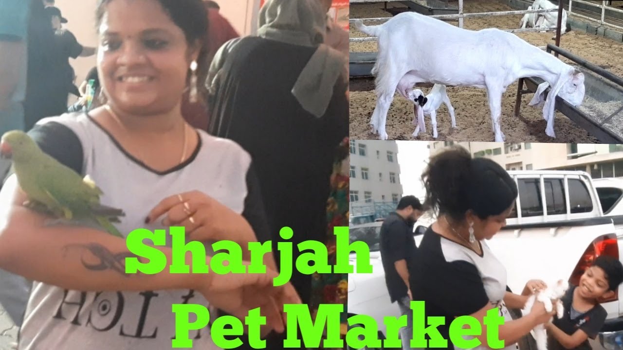 Sharjah birds and animal market//Sharjah pet market//