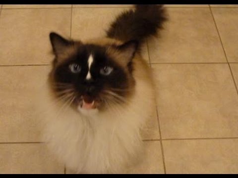 Ragdoll Cat Meowing Response to Ragdoll Kitten Meowing ねこ - ラグドール - Floppycats