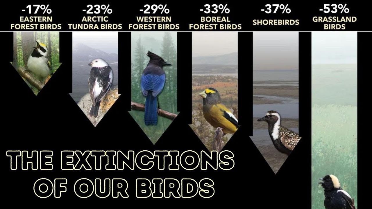 The Extinction Of Our Birds - YouTube