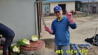 201127 배추잘라 절이기 1