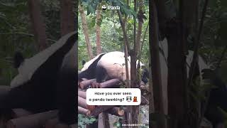 Have You Ever Seen A Panda Twerking? | iPanda #shorts