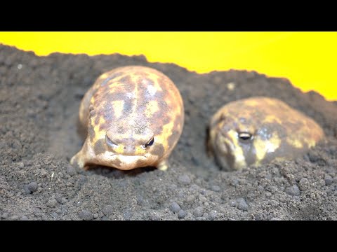 Rain frog's weird