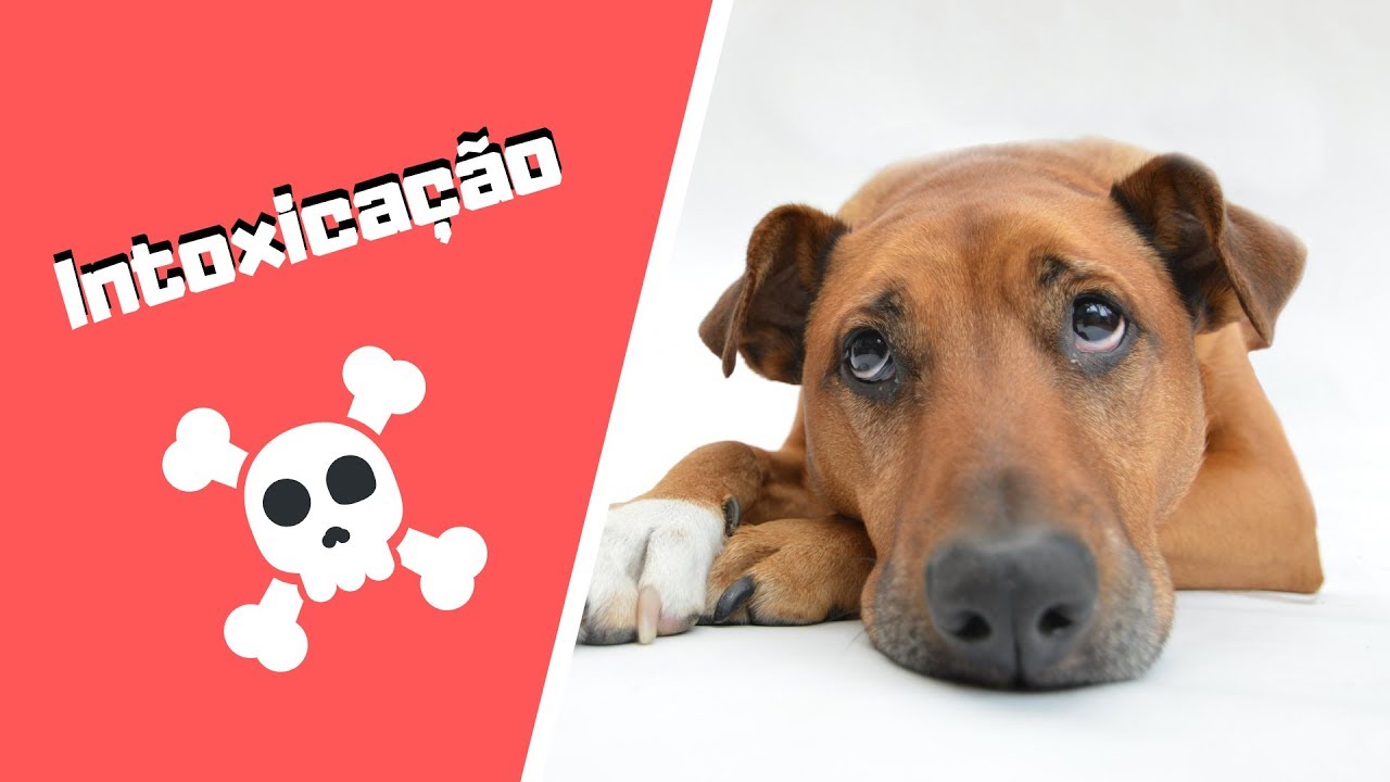 Intoxicação Animal: O Que Fazer URGENTEMENTE?