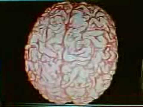 Download Gehirn lustig For Android Free Gehirn Lustig