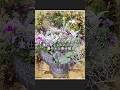 【冬から春まで長く楽しめる華やかな寄せ植え】シックな葉牡丹、パープルカラーのフリルパンジー・ピンクカラーアリッサムとシルバーリーフで華やか#寄せ植え #ガーデニング #flowers #garden