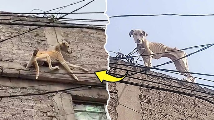 Escaping His Cruel Owner, the Chained Dog Jumped-off the Roof, Hanging and  on the Edge of Death