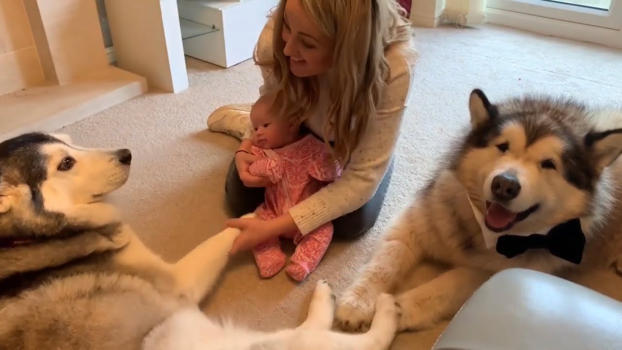 WHEN MIA MET MILLIE | THIS HUSKY IS OBSESSED WITH BABIES