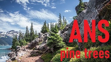 Pine Trees and Ambient Music -Art Nature Sound