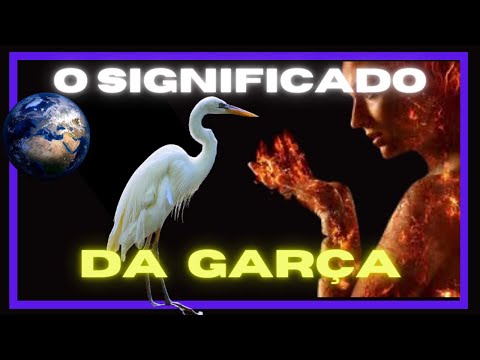 Vídeo: Definição e diferenças entre garça, cegonha e garça