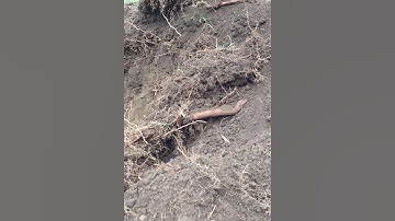 Excavating for a Retaining Wall