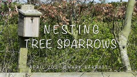 tree sparrows nesting in my garden