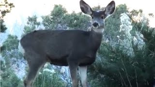 Wild Mule Deer Acting Tame