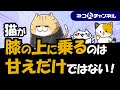 猫が膝に乗る5つの心理!また体に乗る場所により実は気持ちが違っている!