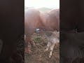 После перерыва почти с месяц, ожеребилась кобыла 🐎