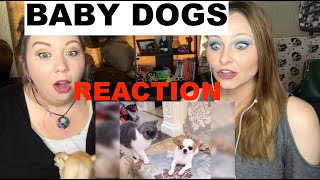 BABY DOGS- Cute and Funny REACTION for Patreon @PerfectlySeriousProductions