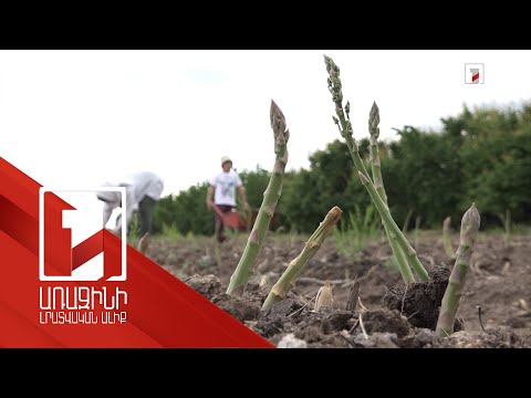 Video: Ինչպե՞ս այգում սերմերից ծնեբեկ աճեցնել: