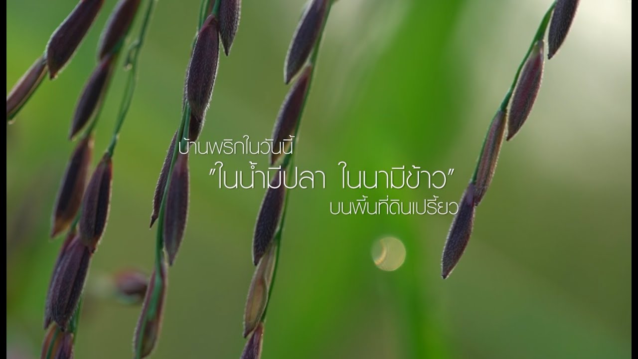 สารคดี “ก้าวเพื่อชัยชนะ” ตอน 36 :  ในน้ำมีปลา ในนามีข้าว บนพื้นที่ดินเปรี้ยว |  1 ก.ย. 2567