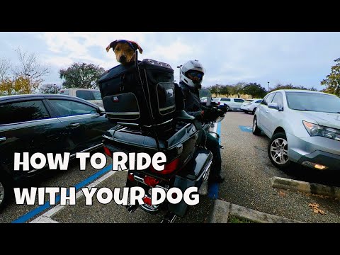 Video: 7 šunų veislės, kurios galės mėgautis motociklu