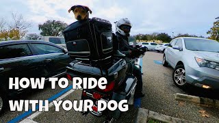 How To Ride A Motorcycle With Your Dog  Ryder “The Motorcycle Dog” Reviews his pet carrier!