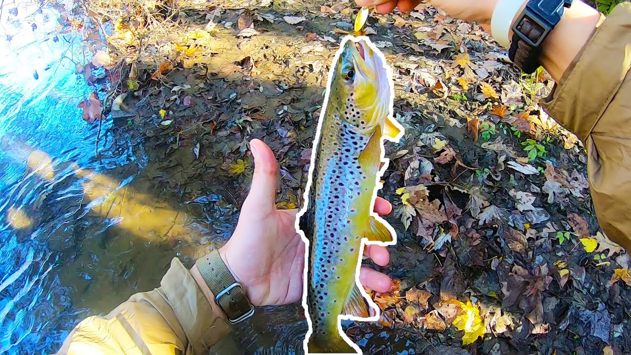 Little Juniata River TROPHY Wild Brown Trout YouTube