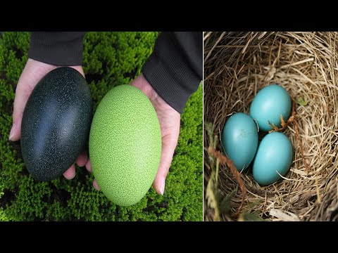 فيديو: ما هي كتلة بيضة الدجاج القياسية؟