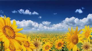 Sunflower Sunset   easy worship backgound video loops