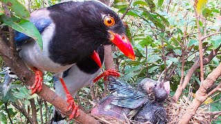 The cuckoo bird behaves differently, will it be seen through?杜鹃鸟寄生在红嘴蓝鹊窝里，举止不一样，会被鸟妈妈识破吗？