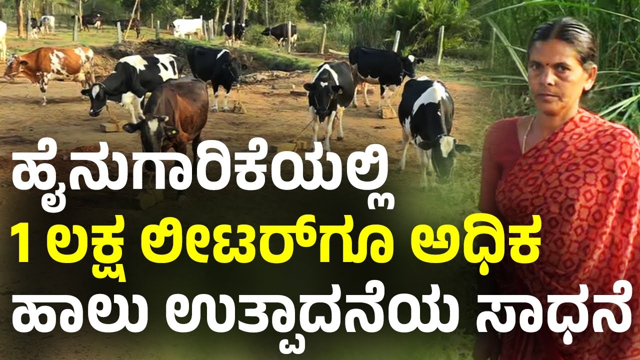 ಮಂಡ್ಯದ ಮಹಿಳೆಯ ಅಚ್ಚರಿಯ ಸಾಧನೆ | Mangalamma | Best Dairy Farmer from Karnataka |Highest Milk |AgriFirst