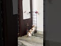 Play mood #catvideos #cat #cutecat