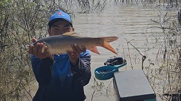 Một mình trên núi câu cá giật quá phê 