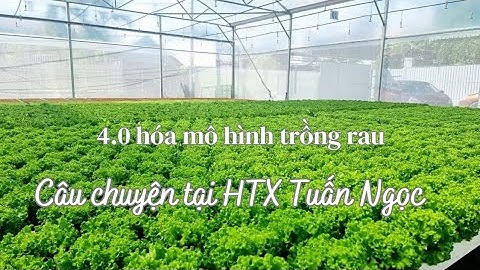 4.0 hóa mô hình trồng rau - Câu chuyện tại Hợp tác xã Tuấn Ngọc