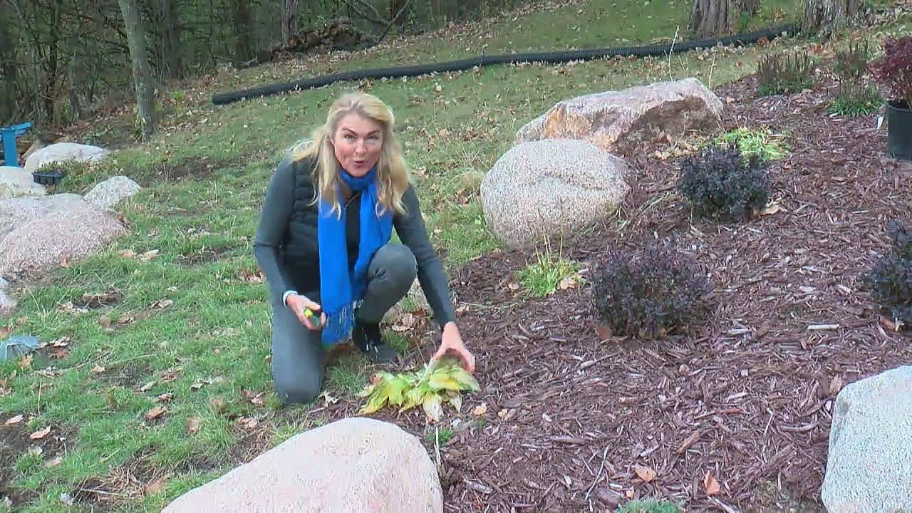 The Do's And Don'ts Of Pruning Trees And Shrubs - YouTube