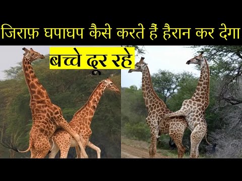 बच्चे दूर रहे, देखिए जिराफ़ घपाघप कैसे करते है /AMAZING FACTS ABOUT Giraffe