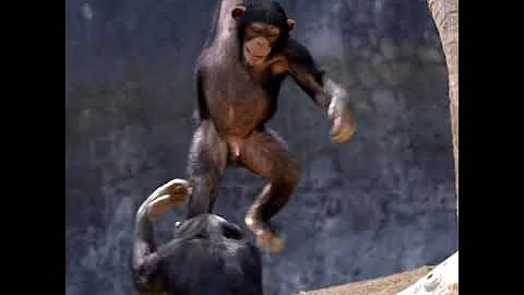 Playing Baby Chimpanzee #Shorts